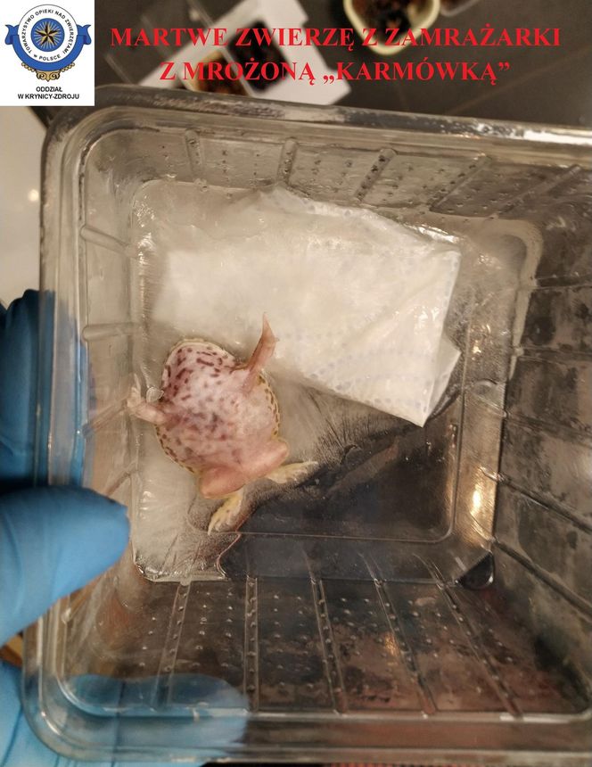 Dramatyczna interwencja w sklepie zoologicznym na Śląsku. Zwierzęta przetrzymywane w skandalicznych warunkach