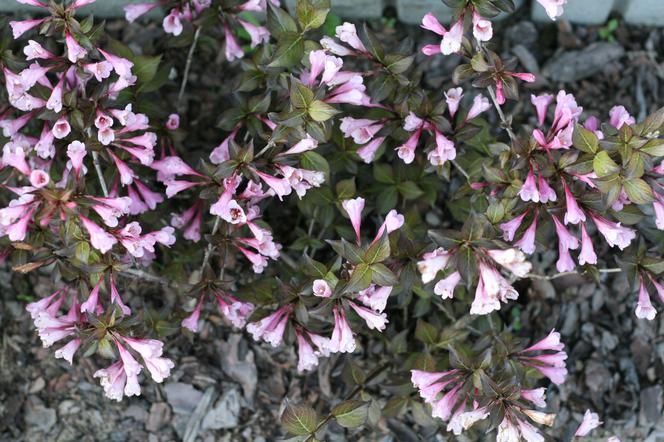 Krzewuszka cudowna 'Nana Purpurea' - Weigela florida 'Nana Purpurea'