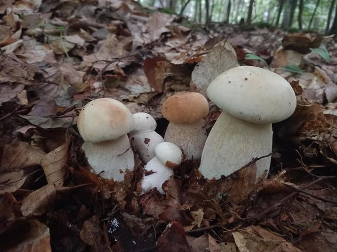 Rosną jak grzyby po deszczu! Grzybiarze szykują się na żniwa