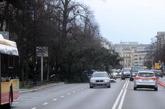 Warszawa: Al Ujazdowskie, potężne drzewo spadło na autobus i zablokowało ulicę