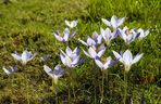Krokus jesienny: Crocus speciosus