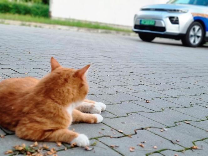 Garfield szybko zdobył należne mu miejsce w komendzie Straży Miejskiej w Świdniku