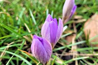 Krokusy pojawił się na Bulwarach Wiślanych w Krakowie