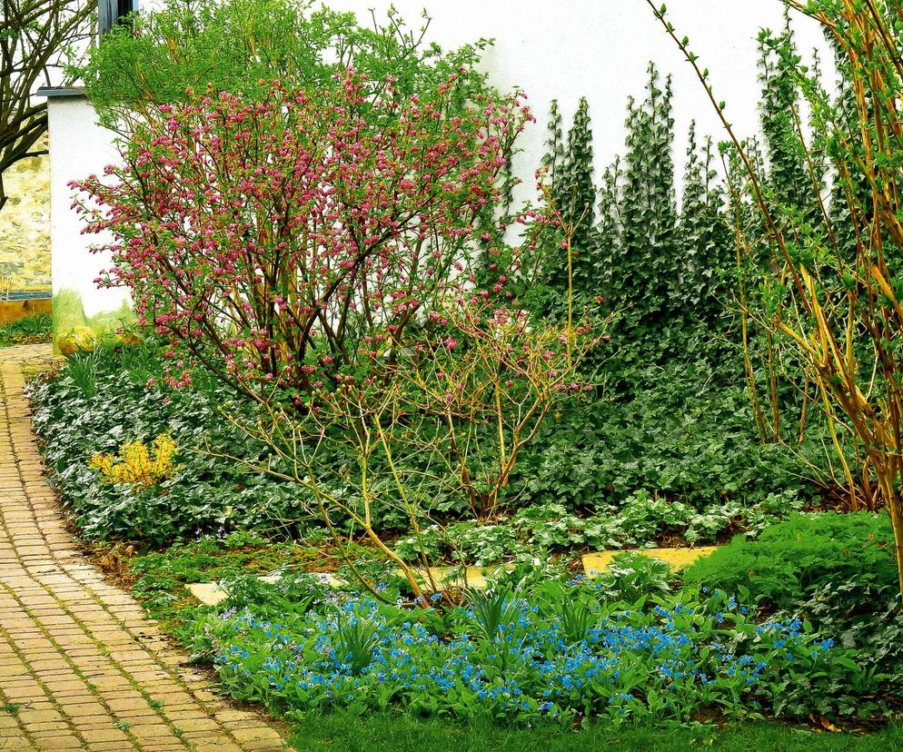 Rośliny okrywowe - roślinne kobierce w ogrodzie