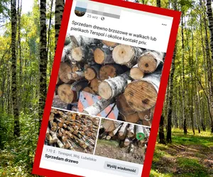 Nielegalna sprzedaż drewna opałowego. Złodzieje wycinali drzewa na prywatnej działce!