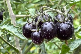 Black cherry czyli czarne pomidory koktajlowe