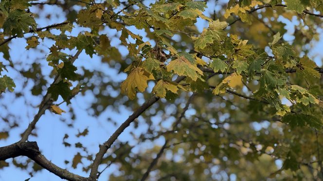 Jesień w Polsce 2025