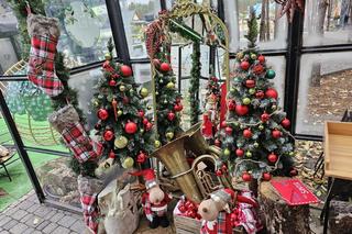 Świąteczna szklarnia idealna na bozonarodzeniową sesję