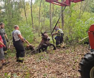 Nietypowe interwencje służb. Strażacy-ochotnicy uratowali stado koni, a strażnicy miejscy sarenki