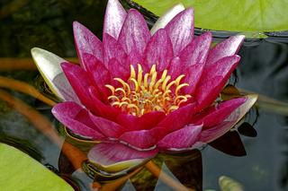 Lilie wodne, odmiana 'Atraction'