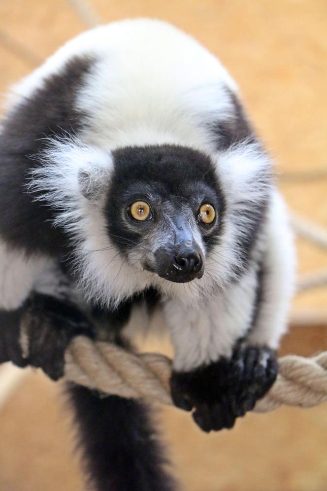 Lemury zamieszkały w gdańskim zoo