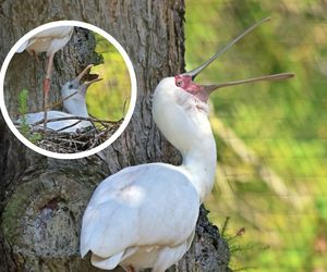 Gdańskie ZOO powitało nowe pisklęta! Warzęchy czerwonolice skradną Twoje serce