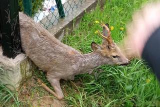 Strażacy z OSP Zagórz pomogli uwięzionemu jelonkowi [ZDJĘCIA]