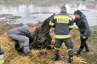 Masowali konia aż wstał 