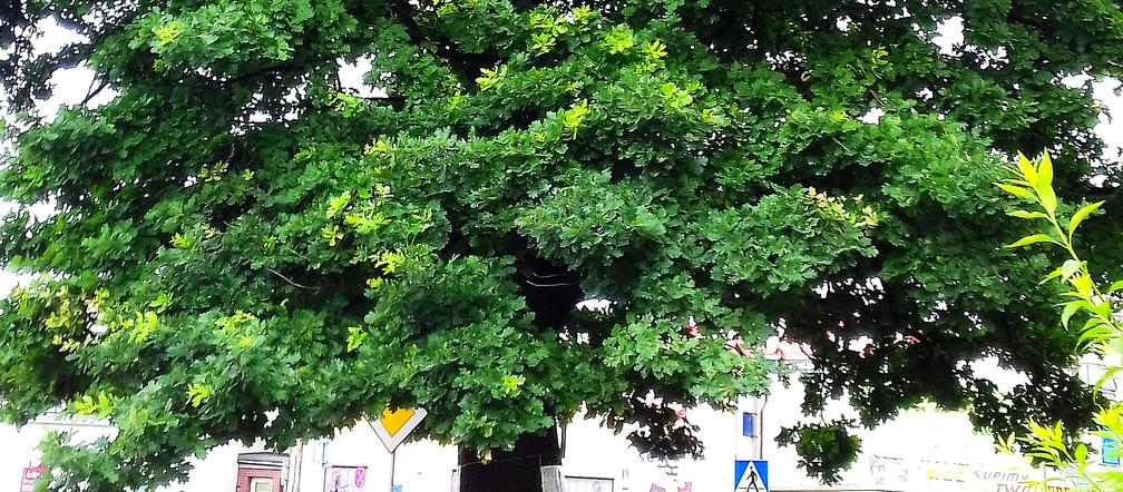 200-letni dąb w Rzeszowie uratowany przez mieszkańców