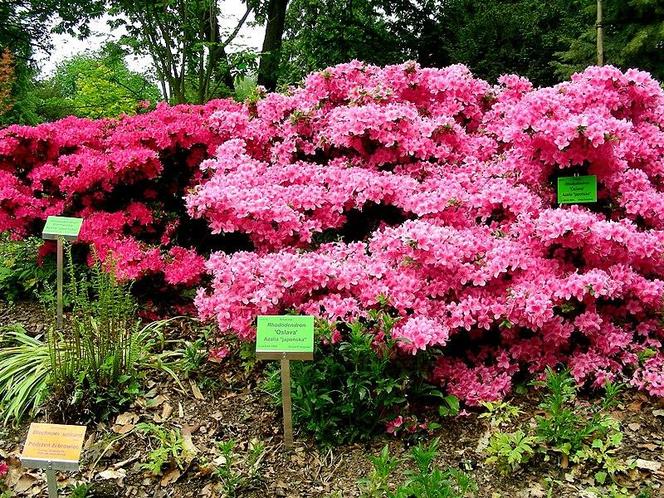 Arboretum Wojsławice - zdjęcia. Kiedy jechać?