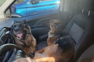 Zostawił je rozgrzanym jak piekarnik aucie na 6 godzin! Gdy je uwolnili, rzuciły się na wodę