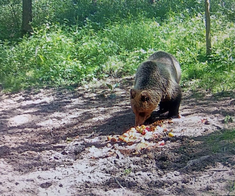 Niedźwiedź brunatny grasuje pod Tarnowem. Fotopułapka zrobiła mu zdjęcia