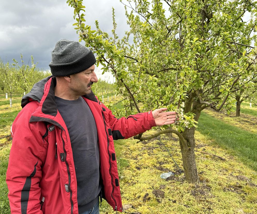 Rolnik w szarej czapce i czerwonej kurtce, oglądający kwitnące drzewko owocowe w sadzie. Obraz nawiązuje do strat spowodowanych przymrozkami oraz nowych limitów pomocy de minimis, o których można przeczytać na portalu Super Biznes.