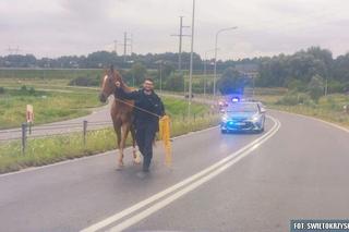Policjanci zaopiekowali się koniem