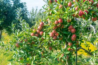 Marzysz o własnych owocach? Zobacz, jak stworzyć idealny ogród owocowy przy domu!