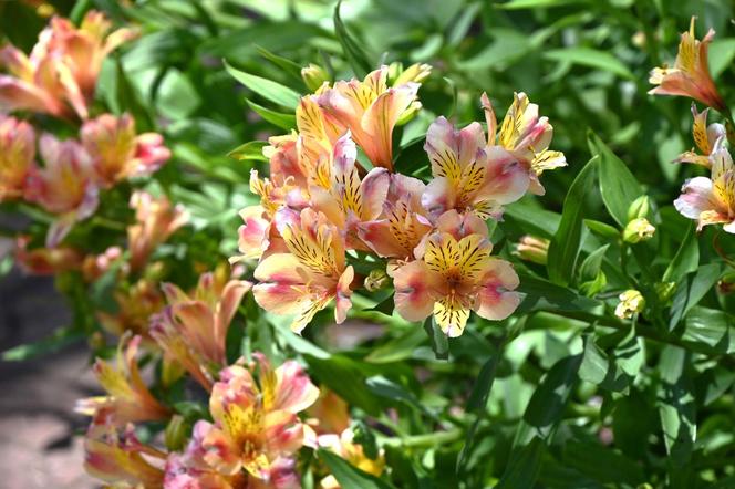 Alstroemeria