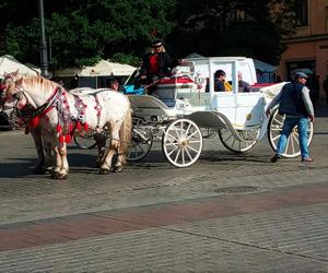 Pilna decyzja. Dorożki znikają z krakowskiego rynku