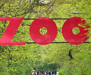 Goryle zniknęły z wybiegu. Warszawskie ZOO musiało podjąć nagłą decyzję