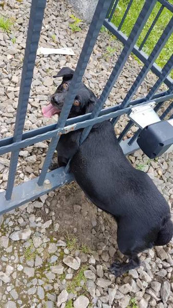 Jak on się tam znalazł? Strażacy ratowali psa, który utknął w bramie