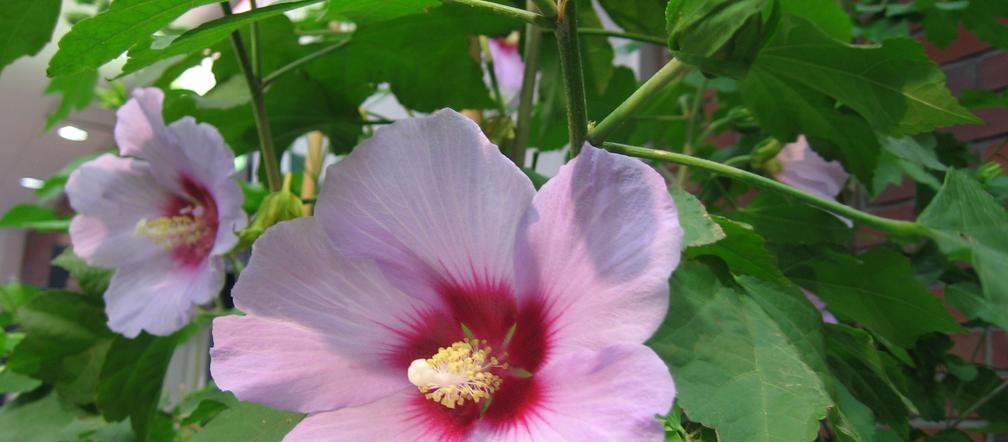 Ketmia 'Pink Resi'