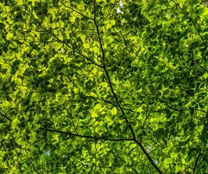 Ruszyły konsultacje dotyczące Programu Rozwoju Terenów Zieleni