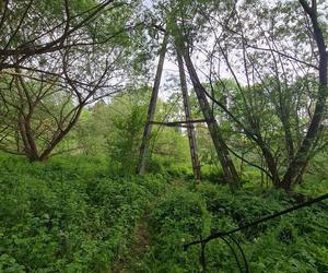 14-latek zginął rażony prądem. Dramat w Krośnie [GALERIA]