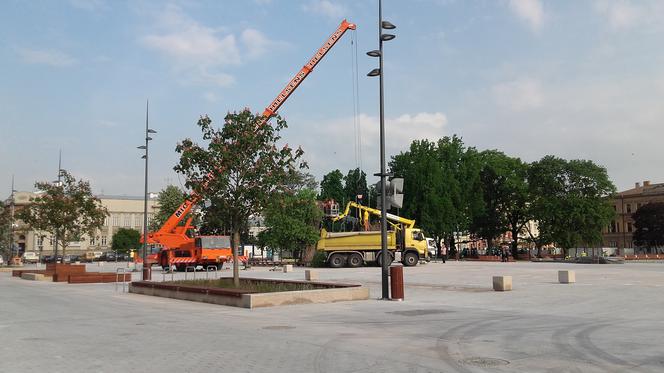 Baobab został wycięty