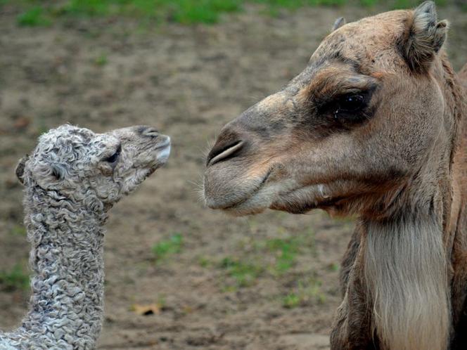 Wielbłądziatko przyszło na świat we wrocławskim zoo