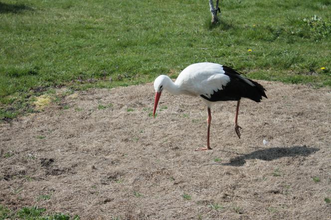 Gustaw wrócił do domu po pieciu latach 