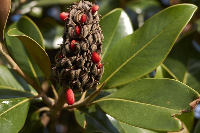 Rozmnażanie magnolii przez nasiona