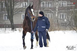 Policjanci walczą o emeryturę dla... konia. Blue Baker przez 12 lat służył w konnym oddziale policji 