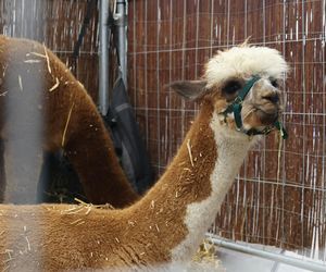 ZooPark ponownie przyciągnął do Targów Lublin tłumy miłośników zwierząt