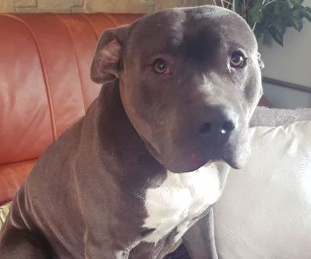 Antoś przeżył piekło! Pies był wielokrotnie gwałcony. Wciąż kocha ludzi 