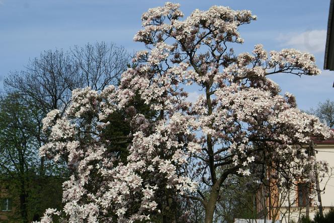 Szlak Magnolii w Cieszynie to największa atrakcja wczesnej wiosny