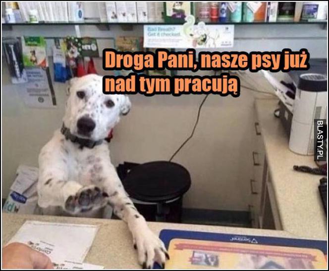Dzień Psa 2026. Te memy pisało samo życie!