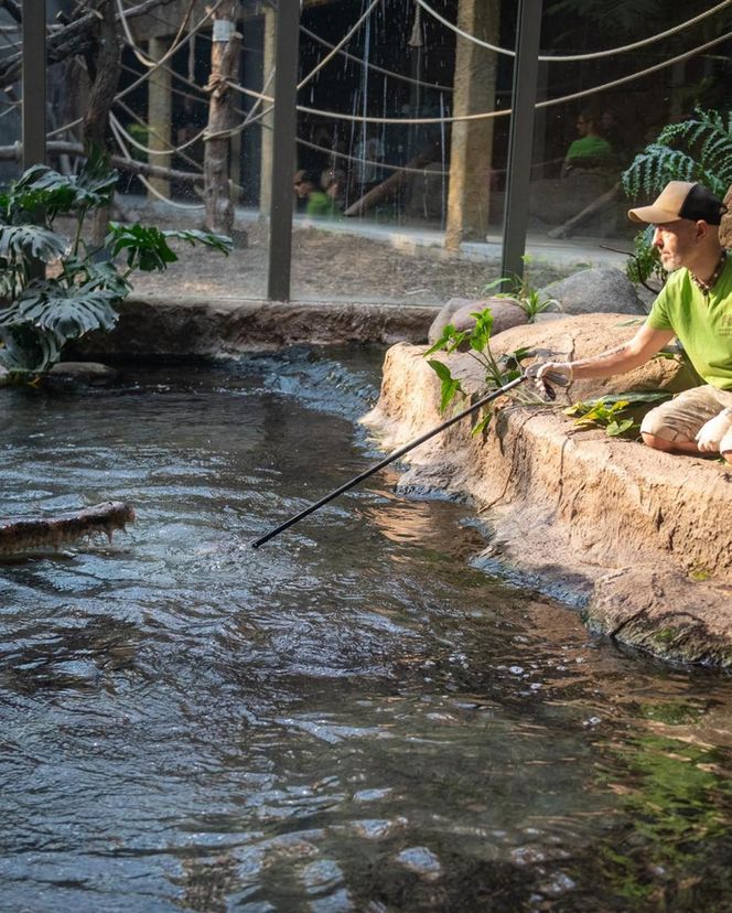 Orientarium Zoo Łódź. Pierwsze karmienie Krakena w historii ogrodu. To największy krokodyl w Europie [ZDJĘCIA].