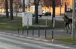 Łosie spacerowały po centrum Bydgoszczy! Mieszkańcy w szoku [ZDJĘCIA]