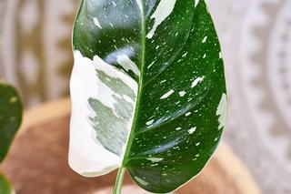 Philodendron 'White Princess'
