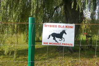 Pastwisko dla koni w Sosnowcu