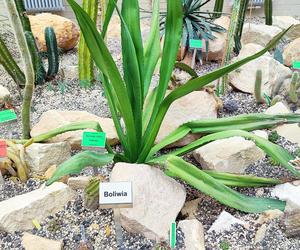 To jeden z najpiękniejszych ogrodów botanicznych w Polsce. Znajduje się na Dolnym Śląsku 