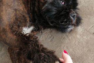 2500zł za zabójcę mojego psa