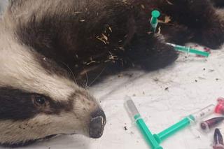 Pozszywali borsuka Karola