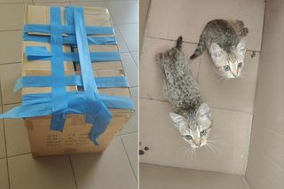 Bezdomny pokonał 6 kilometrów, by uratować dwa kotki. Wzruszony mieszkaniec znalazł mu pracę i mieszkanie!