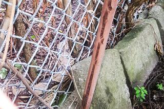 Złapałem boa dopadnę też pytona